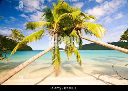 MAHO BAY, offrant John, Îles Vierges américaines — les palmiers se penchent sur la rive sablonneuse immaculée de Maho Bay, une plage pittoresque sur la rive nord de offrant John dans les Îles Vierges américaines. Les palmiers en surplomb offrent une ombre naturelle sur le sable blanc, encadrant les eaux turquoises claires de ce paradis des Caraïbes dans le parc national des îles Vierges. Banque D'Images