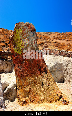 Un arbre pétrifié dans la forêt pétrifiée près de Sigri village, l'île de Lesvos, Grèce. Banque D'Images