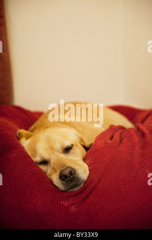 Golden Labrador sleeping in bed Banque D'Images