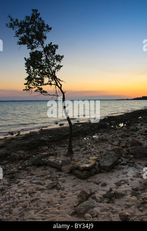 Une croissance de la Mangrove sur la plage à Darwin, dans le Nord de l'Terriotry. Banque D'Images