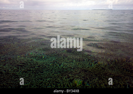 Les coraux fragiles, y compris de plus en plus à l'abri d'Acropora eaux lagonaires, Cocos Keeling atoll, océan Indien Banque D'Images