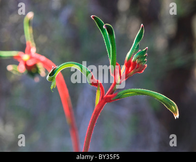 Patte de kangourou rouge et vert (Anigozanthos manglesii). Aussi knmow Les Mangles en patte de kangourou. Banque D'Images