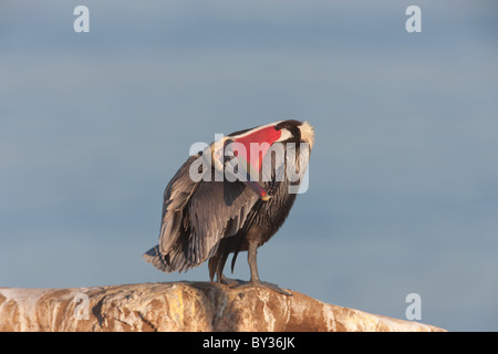 Californie Pélican brun (Pelecanus occidentalis) l'étirement et au lissage sur une falaise au-dessus de l'océan Pacifique Banque D'Images