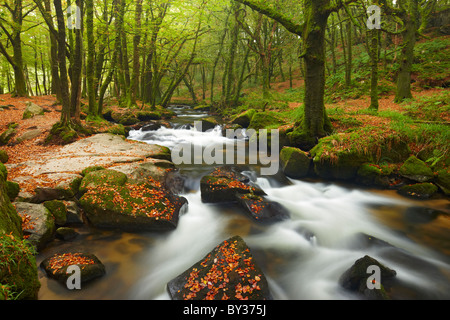 Golitha falls, une section de petites chutes d'eau qui coule à travers forêts anciennes sur Bodmin Moor Banque D'Images