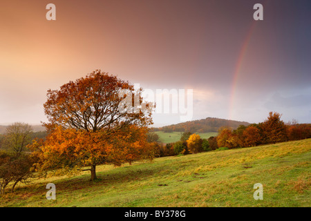 Les teintes de l'automne couvrent les arbres, le ciel se remplit de la couleur du soleil levant comme Averses de pluie passent au-dessus et de créer un arc-en-ciel. Banque D'Images