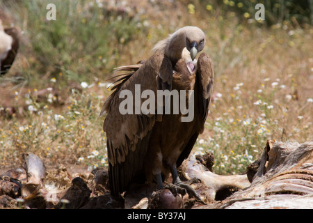 Vautour fauve (Gyps fulvus) Banque D'Images