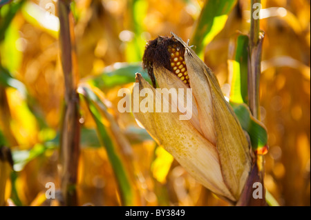 USA, l'État de New York, Hudson, Corn Cob growing in field Banque D'Images