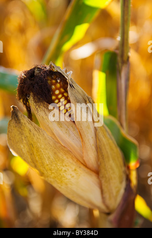 USA, l'État de New York, Hudson, Corn Cob growing in field Banque D'Images