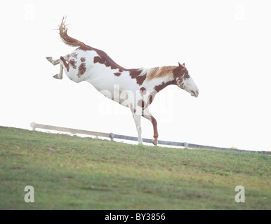 USA, l'État de New York, Hudson, saut à cheval dans le champ Banque D'Images