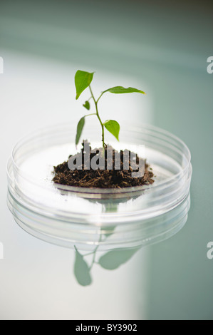 USA, New Jersey, Jersey City, de plus en plus des plantules in petri dish Banque D'Images