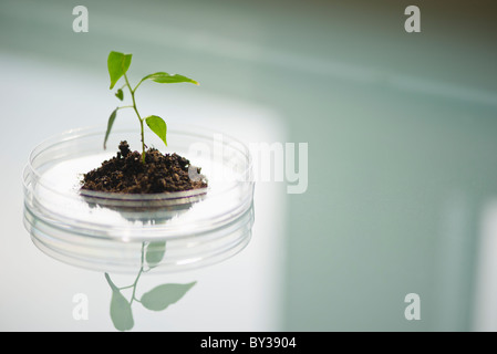 USA, New Jersey, Jersey City, de plus en plus des plantules in petri dish Banque D'Images