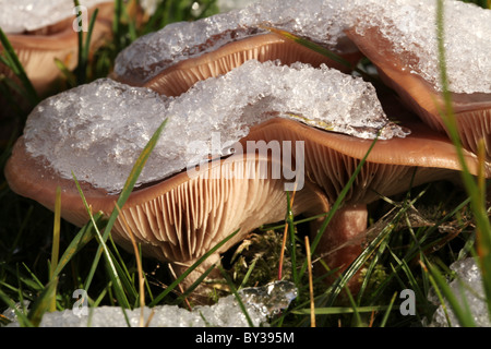 Des macro-Fairy ring Champignon champignons (Marasmius oreades) en hiver la neige, Norfolk, UK Banque D'Images