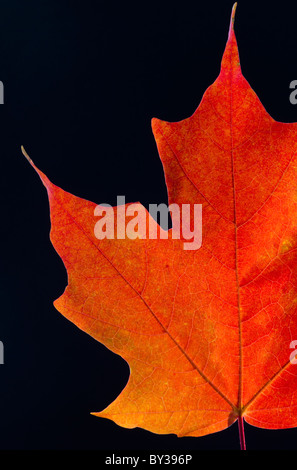 L'automne feuille d'érable sur fond noir Banque D'Images