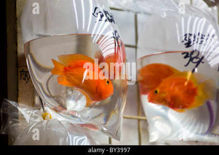 Les poissons rouges en vente sur Nathan Road, Mong Kok, Kowloon, Hong Kong. JMH4150 Banque D'Images