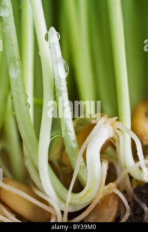 USA, New Jersey, Jersey City, goutte d'eau sur les germes Banque D'Images