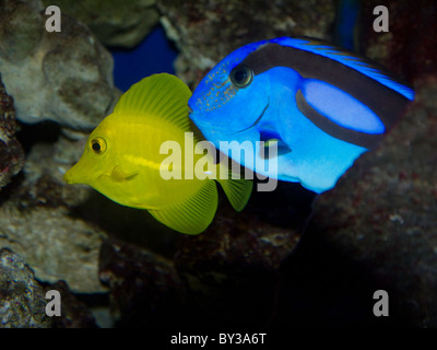 Tang jaune et bleu poissons tropicaux Tang de Hawaï Banque D'Images