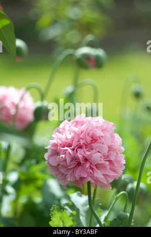 Coquelicots et de pavot rose double bourgeons, close-up Banque D'Images