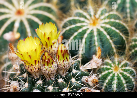 Fleurs de cactus jaune (selective focus des bourgeons en premier plan) Banque D'Images