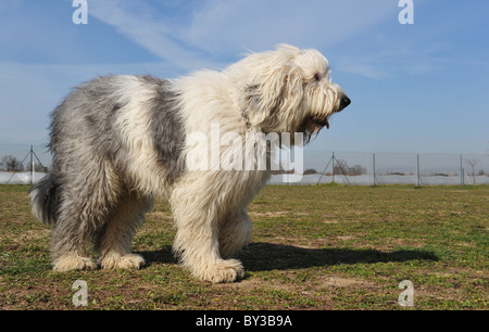 Old English Sheepdog race debout dans un jardin Banque D'Images