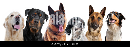 Image composite avec des chiens de race pure dans un fond blanc Banque D'Images