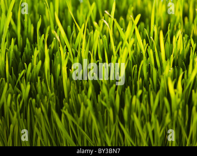 USA, New Jersey, Jersey City, Close-up vue plein cadre de l'herbe fraîchement coupée Banque D'Images