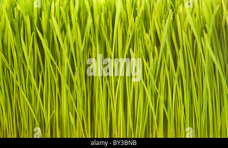 USA, New Jersey, Jersey City, Close-up vue plein cadre de l'herbe fraîchement coupée Banque D'Images