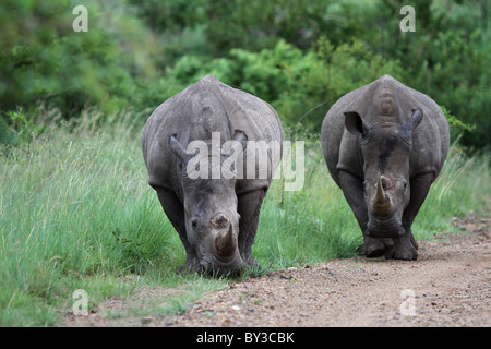 Le rhinocéros blanc (Ceratotherium simum) près de paire, une espèce menacée, Pilanesberg National Park, Afrique du Sud Banque D'Images