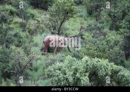 Bush africain Elephant (Loxodonta africana), Pilanesberg National Park, Afrique du Sud Banque D'Images