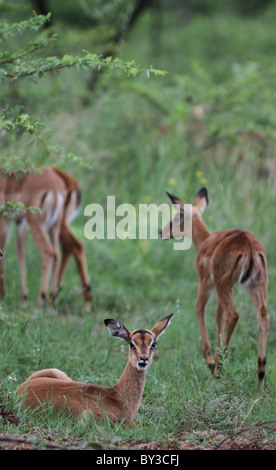 Impala (Aepyceros melampus), Pilanesberg National Park, Afrique du Sud Banque D'Images