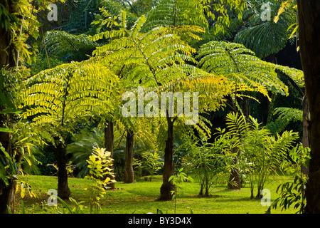 Xishuangbanna Tropical Botanical Garden, Menglun, Province du Yunnan, en République populaire de Chine. JMH4256 Banque D'Images