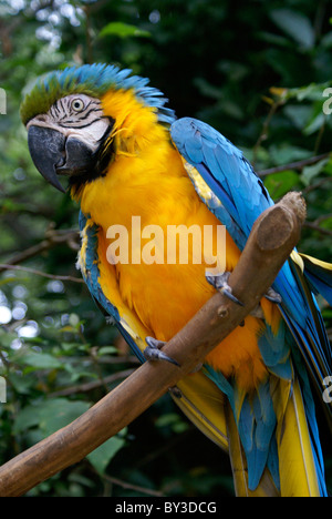 Ara bleu et jaune ou bleu et or Macaw (Ara ararauna) au Macaw Mountain Bird Park, Copan, Honduras Banque D'Images