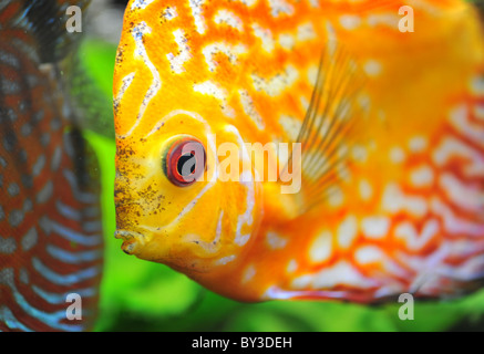 Portrait of a tropical rouge Symphysodon discus poisson dans un aquarium Banque D'Images