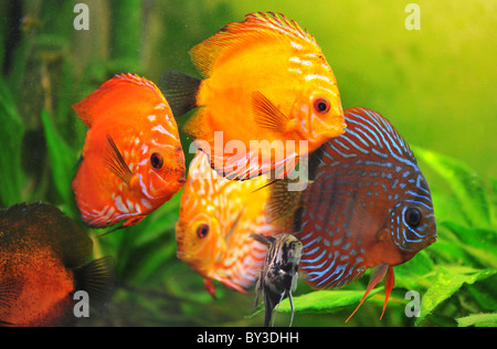 Un groupe de poissons tropicaux colorés Symphysodon discus dans un aquarium Banque D'Images