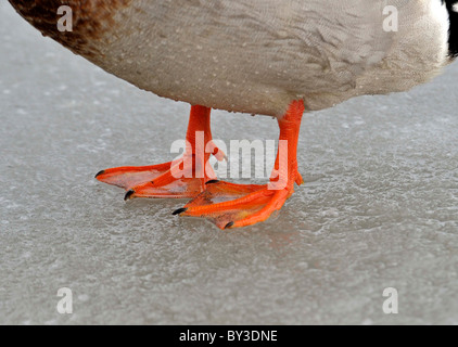 Types de pieds de l'oiseau. Sur la glace. Le canard. Pieds palmés Banque D'Images