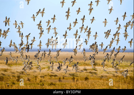 Troupeau DE DÉRIVE NŒUD PASSÉ L'appareil photo dans une lumière dorée. Calidris canutus. Bécasseau maubèche : français : allemand espagnol : Correlimos Knutt gordo Banque D'Images