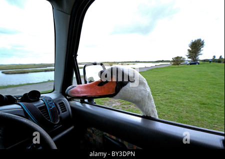 Très sympa Le Cygne tuberculé (Cygnus olor) se moque de la tête à la fenêtre de la voiture pour plus de pain. Nourrir les oiseaux. Banque D'Images