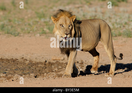 Big à crinière noire, l'African lion (Panthera leo), Kgalagadi Transfrontier Park, Afrique du Sud Banque D'Images