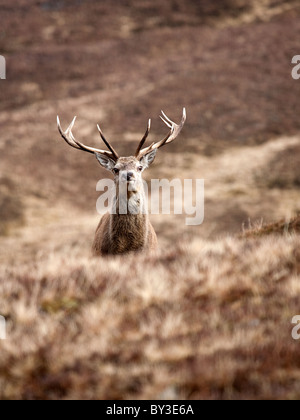 Red Deer Stag Cervus elaphus seul dans les Highlands écossais sur une froide journée d'hiver dans les collines Banque D'Images