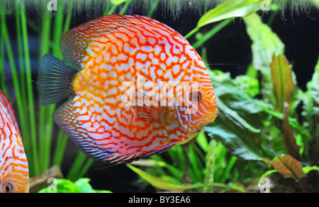 Portrait of a tropical rouge Symphysodon discus poisson dans un aquarium Banque D'Images