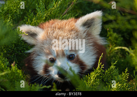 Le panda rouge (Ailurus fulgens, brillant ou cat) Banque D'Images
