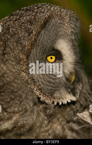 Chouette lapone Laponie ou Owl Strix nebulosa, Banque D'Images