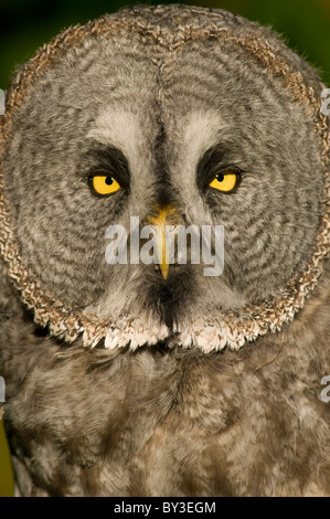 Chouette lapone Laponie ou Owl Strix nebulosa, Banque D'Images