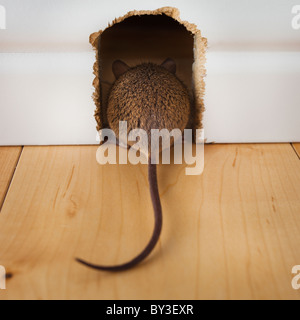 Dos et de la queue de la souris la souris dans le trou Banque D'Images