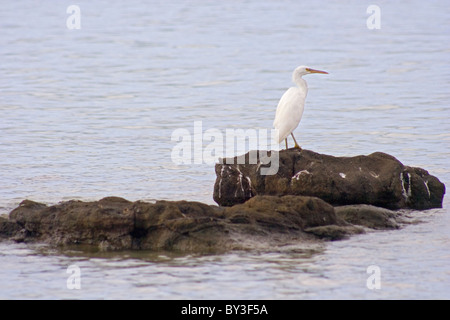 Aigrette des récifs du Pacifique blanc debout sur un rocher Banque D'Images