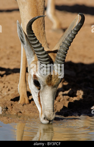 Portrait d'une antilope (Antidorcas marsupialis springbok) eau potable, Kgalagadi Transfrontier Park, Afrique du Sud Banque D'Images