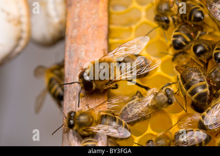 Apis mellifera abeille bourdon mâle Banque D'Images