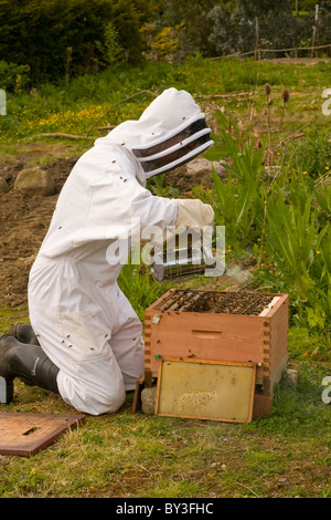 L'apiculteur les abeilles Apis mellifera (Modèle 1992) Banque D'Images