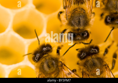 Les abeilles Apis mellifera Banque D'Images