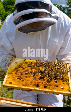 L'apiculteur les abeilles Apis mellifera (Modèle 1992) Banque D'Images