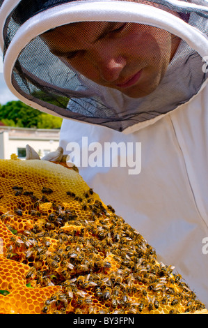 L'apiculteur les abeilles Apis mellifera (Modèle 1992) Banque D'Images